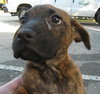 Tomoka the Puppy