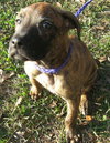 Tomoka the Puppy