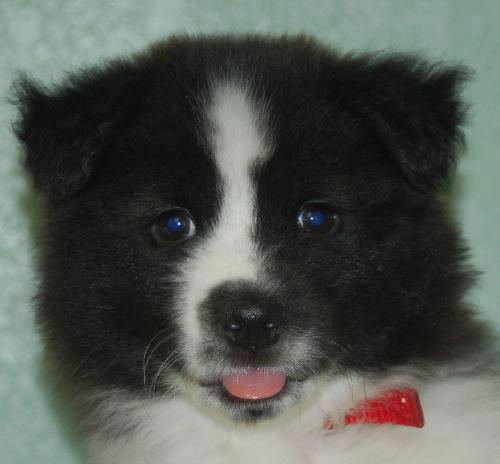 Elvis the Husky Puppy