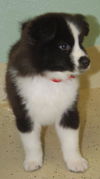 Elvis the Husky Puppy