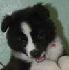 Elvis the Husky Puppy