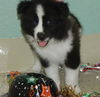 Elvis the Husky Puppy