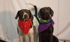 Bella Rose *A Bonded Pair*