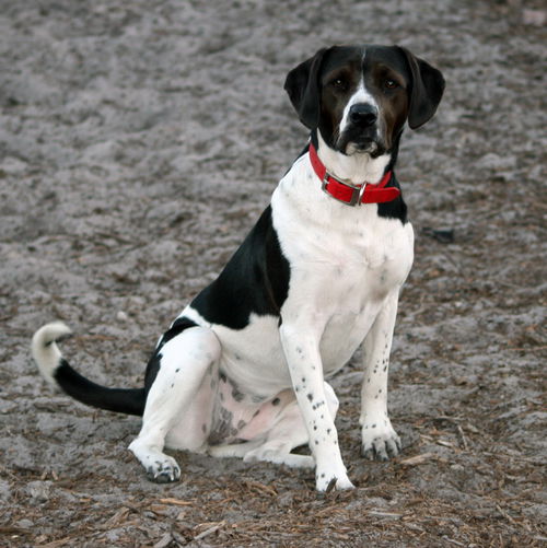 Bella Rose *A Bonded Pair*