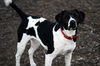 Bella Rose *A Bonded Pair*