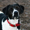 Bella Rose *A Bonded Pair*