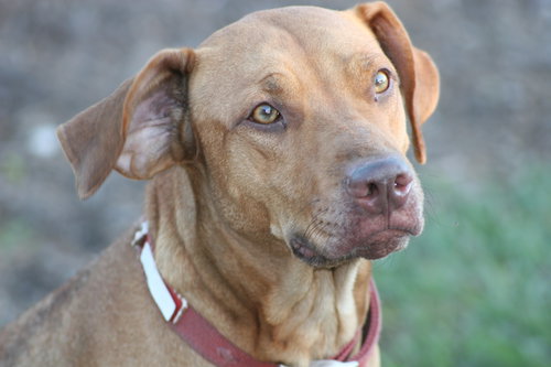 Dixie Lynn