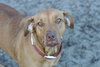 Dixie Lynn