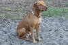 Dixie Lynn