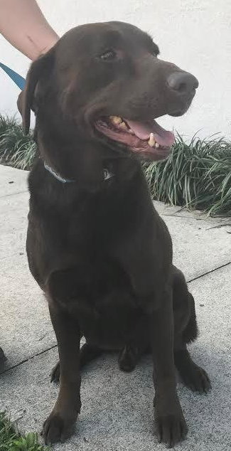Toby