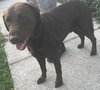 Toby