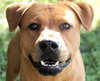Jet the Boxer