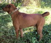 Jet the Boxer