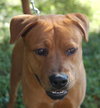Jet the Boxer