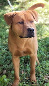 Jet the Boxer