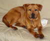 Jet the Boxer