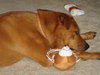 Jet the Boxer