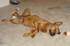 Jet the Boxer
