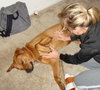 Jet the Boxer