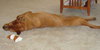 Jet the Boxer
