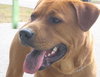 Jet the Boxer