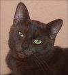 Licorice the Havana Brown