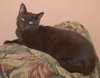 Licorice the Havana Brown