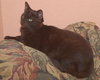 Licorice the Havana Brown