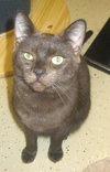 Licorice the Havana Brown