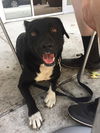 Charger - Read about his awesome day out!