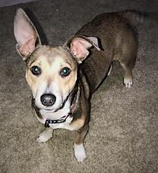 Myla