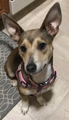 Myla