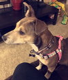 Myla