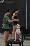 Lynsey ~ Camp Doglando Graduate!