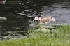 Lynsey ~ Camp Doglando Graduate!