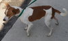 Rascal *A BONDED PAIR*