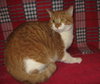 Rusty the Tabby