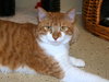 Rusty the Tabby