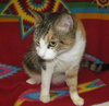 Aurora the Calico