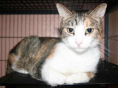 Aurora the Calico