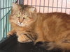 Roe the Maine Coon