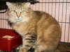 Roe the Maine Coon