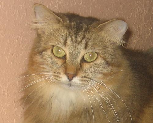 Roe the Maine Coon