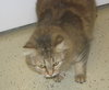 Roe the Maine Coon