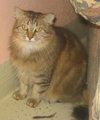 Roe the Maine Coon
