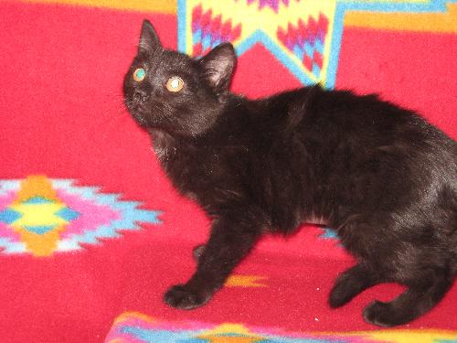 Mayan