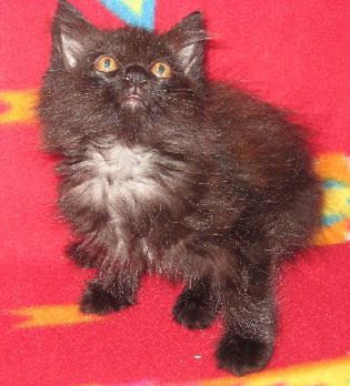 Atisa Long-Haired Sweetheart Kitten