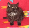 Atisa Long-Haired Sweetheart Kitten