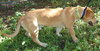 Lincoln the Bassett Lab