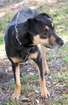 Sadie the Petite